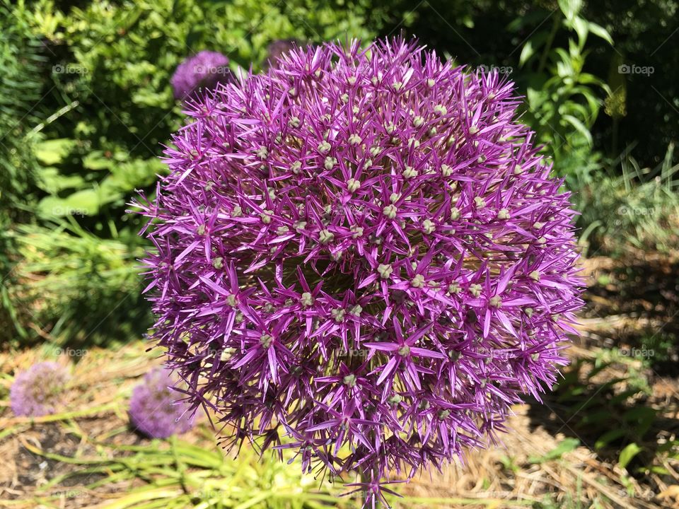 Close-up of purple flower