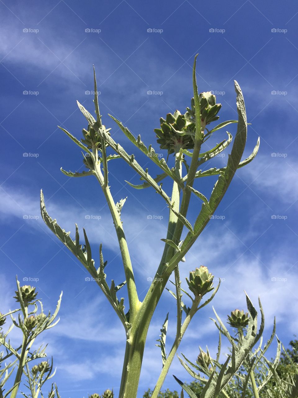 Nature, Flora, Summer, Sky, Leaf
