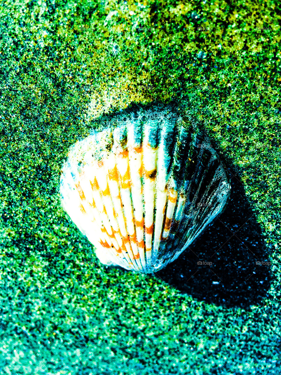 Seashell 