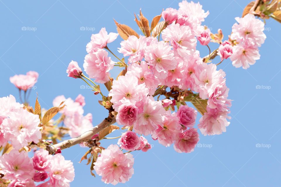 Beautiful pink cherry tree blossom flowers in spring with clear blue sky in the background 