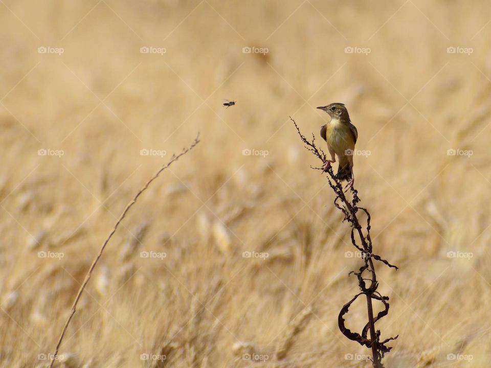 Bird sitting on a plant watching bee flying 