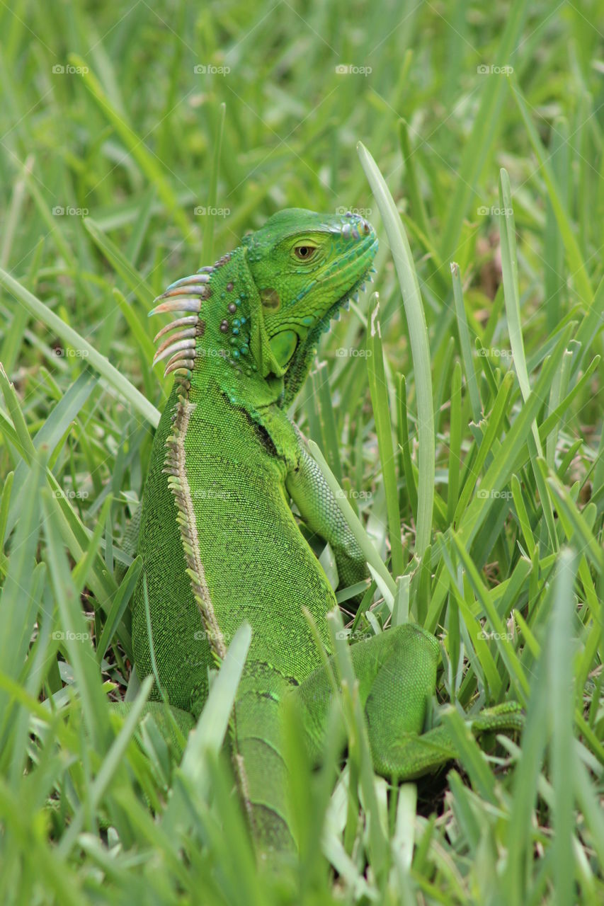 Grazing Iguana