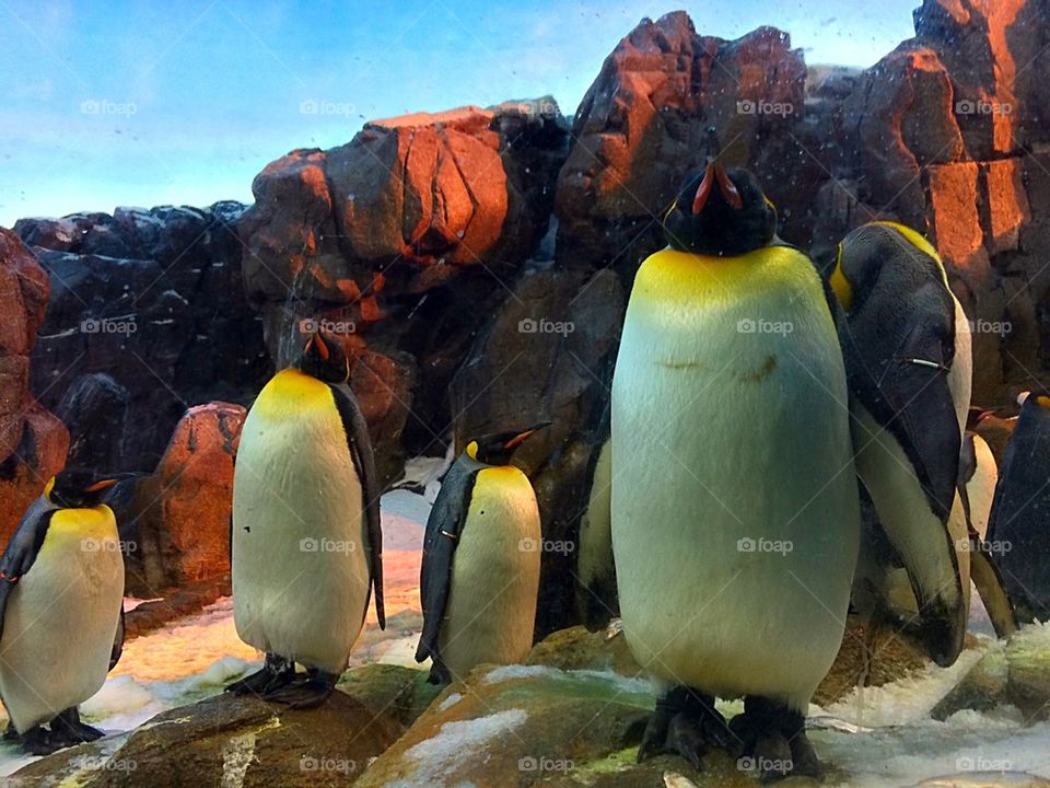 Penguins 