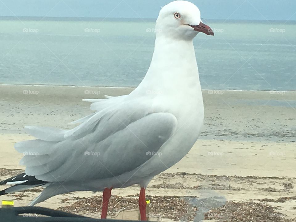 Closeup seagull Australia