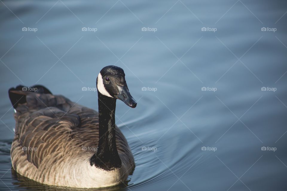 Goose 