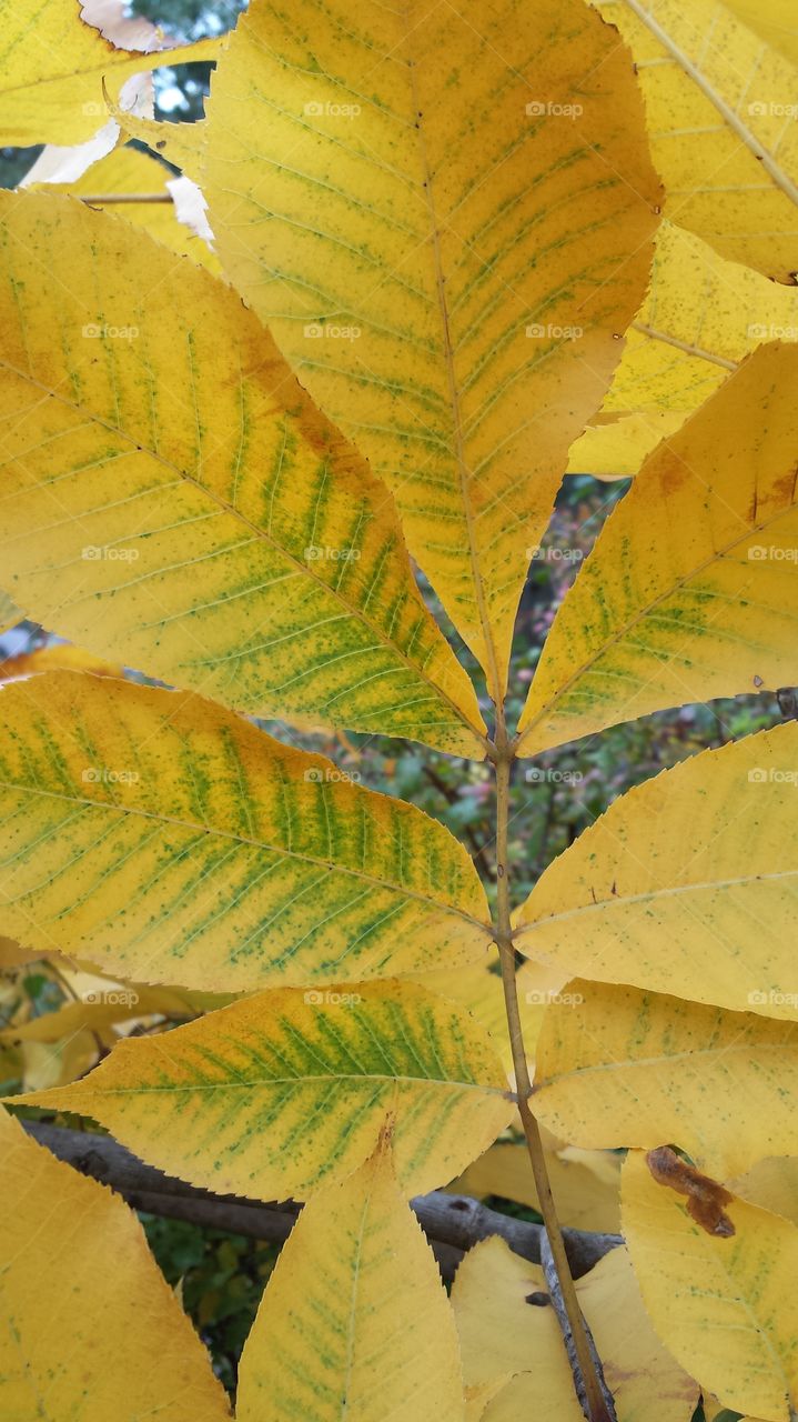 Overhead view of a yellow leaves