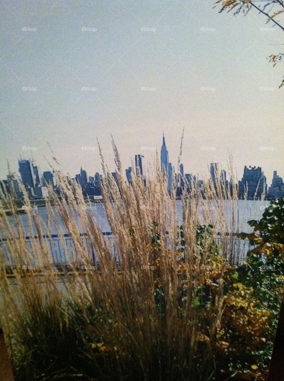 Manhattan thru tall grass