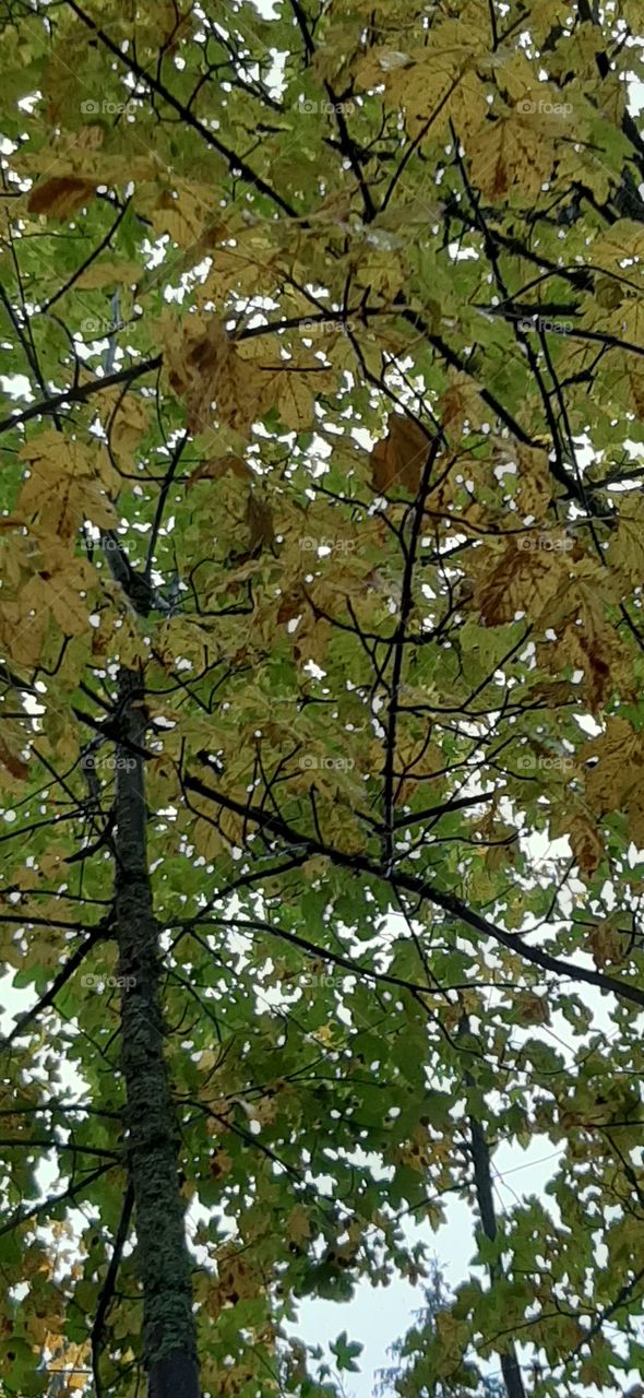 tree leaves in autumn