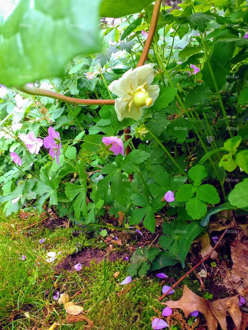 Mayflower blossom with wild geraniums