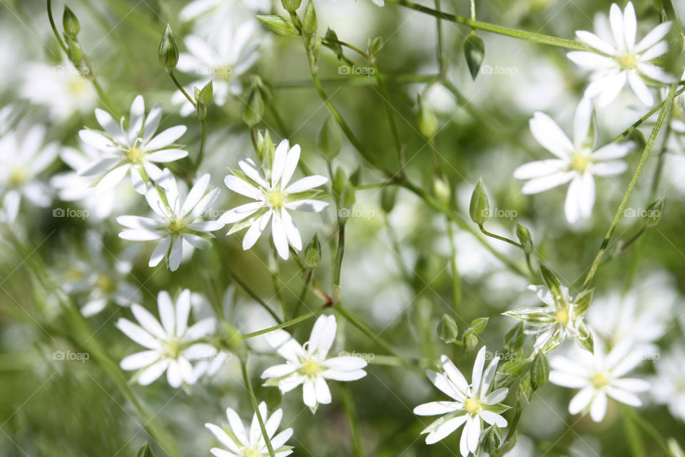 White flowers, texture