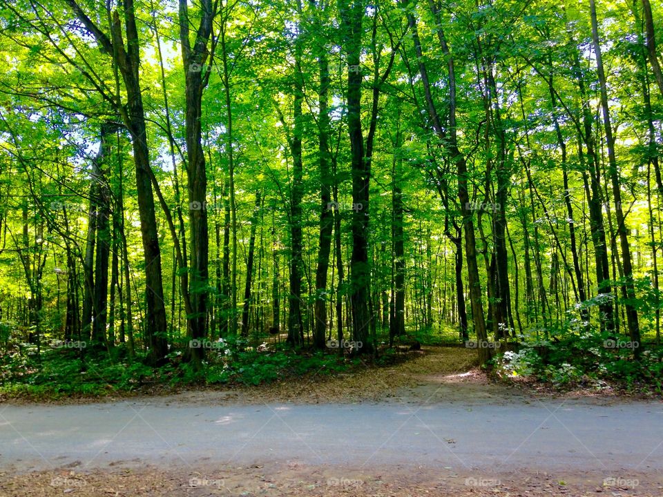 Wooded Path