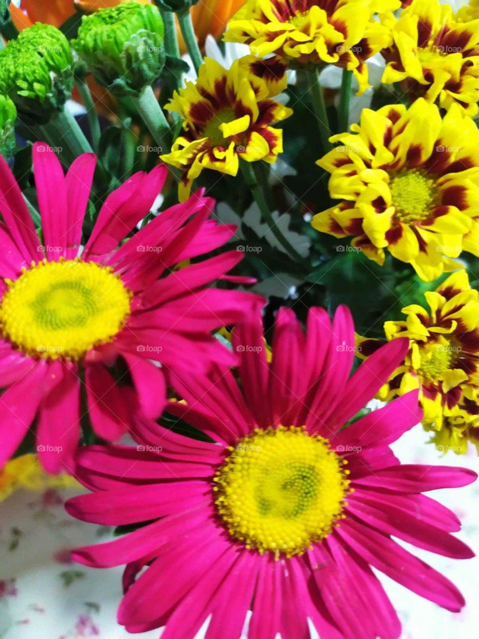 Margherita 🌼 fucsia