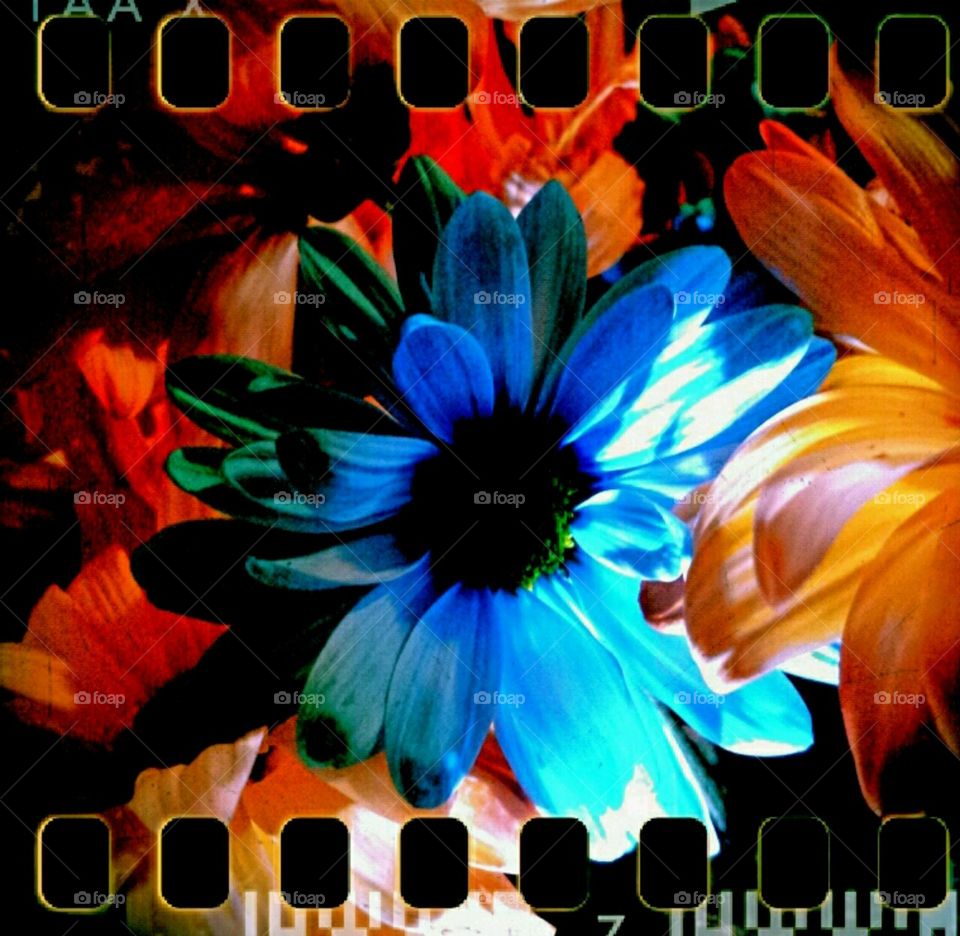 daisies. lighting effects