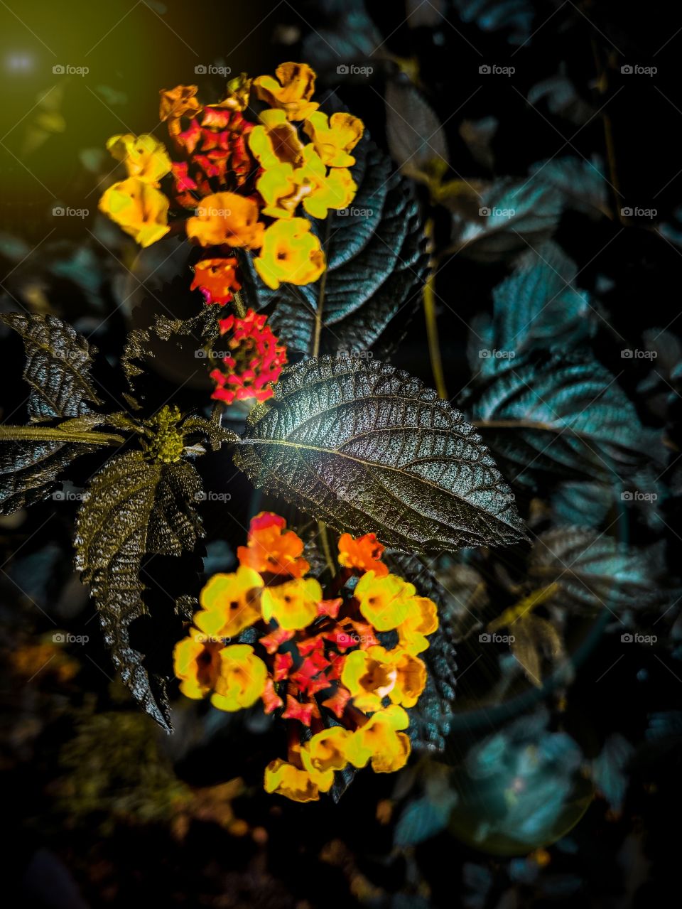 Lantana camara is a species of flowering plant within the verbena family, native to the American tropics.