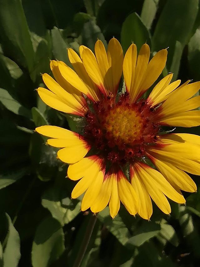 Yellow Flowers