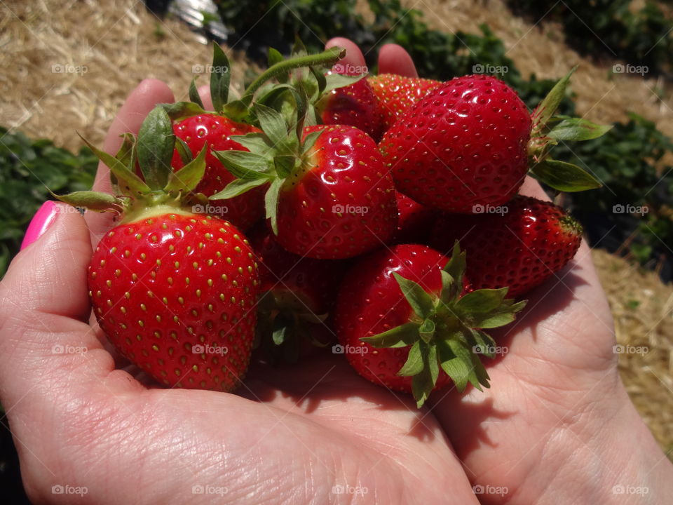 strawberry in macro shot