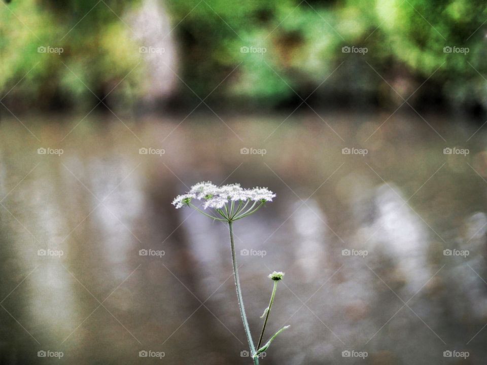 Nature. Wild flower