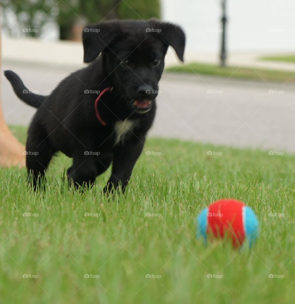 Puppy pouncing on her ball