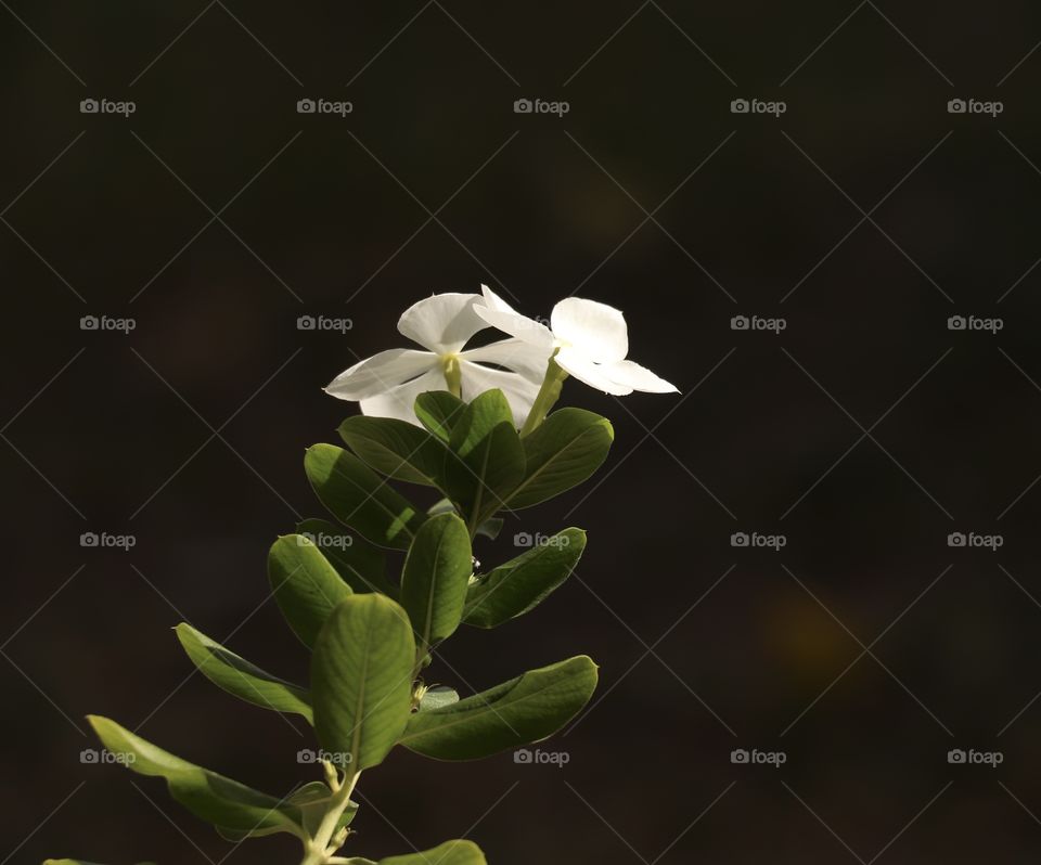 Nayantara white flower