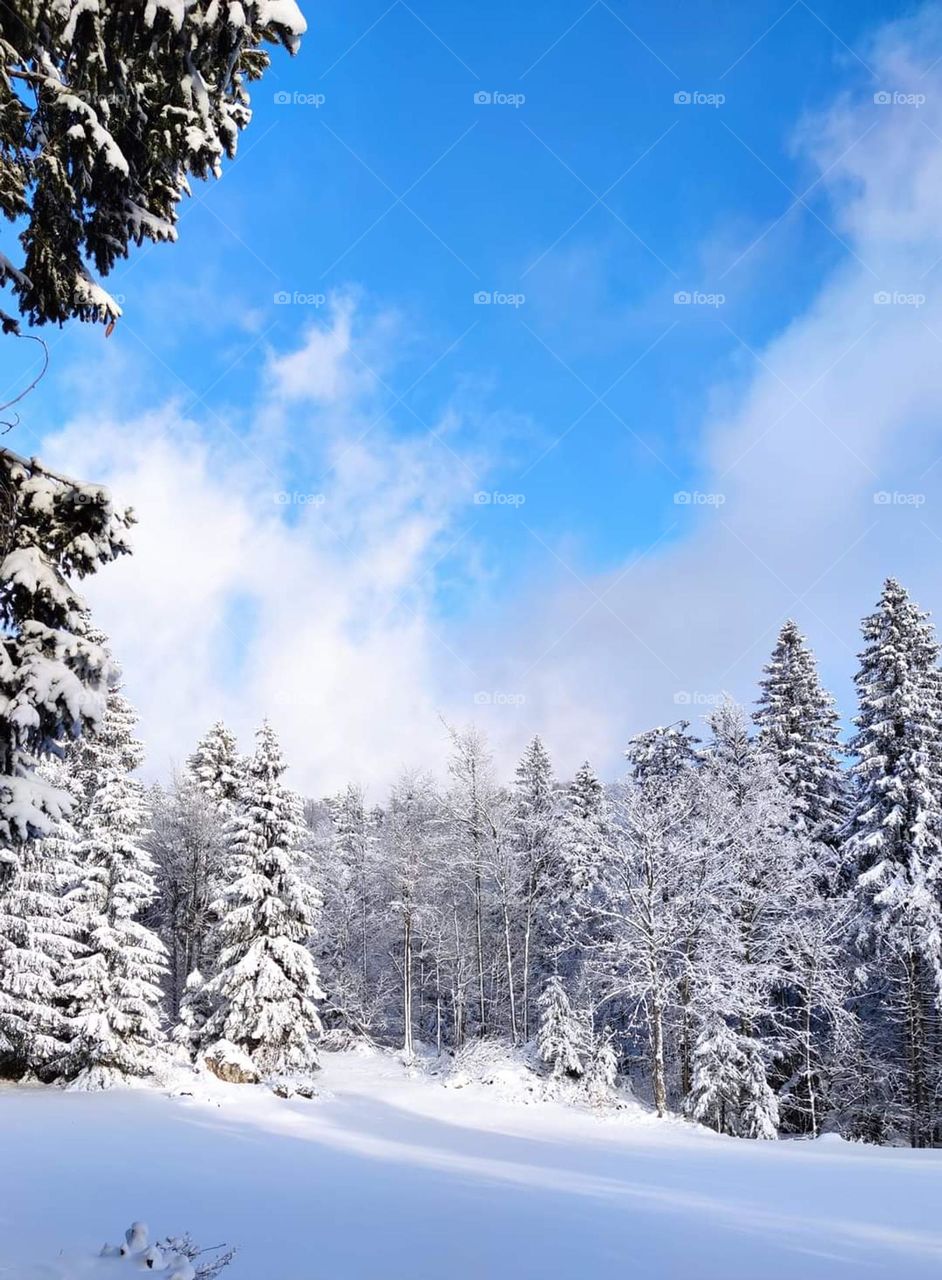 clearance on winter theme