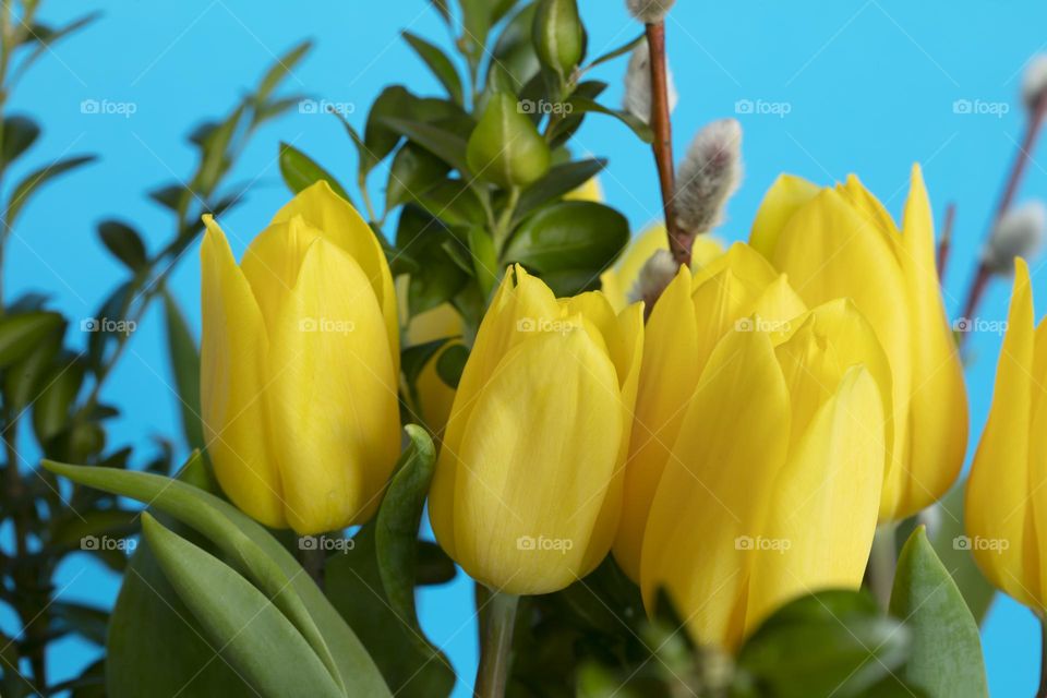 bunch of yellow tulips with willow catkins