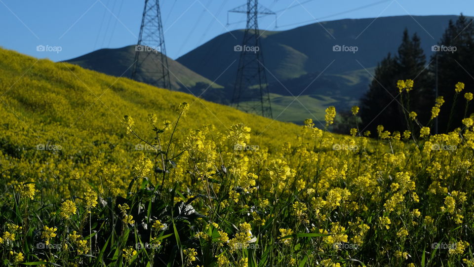 Combine modernization and nature