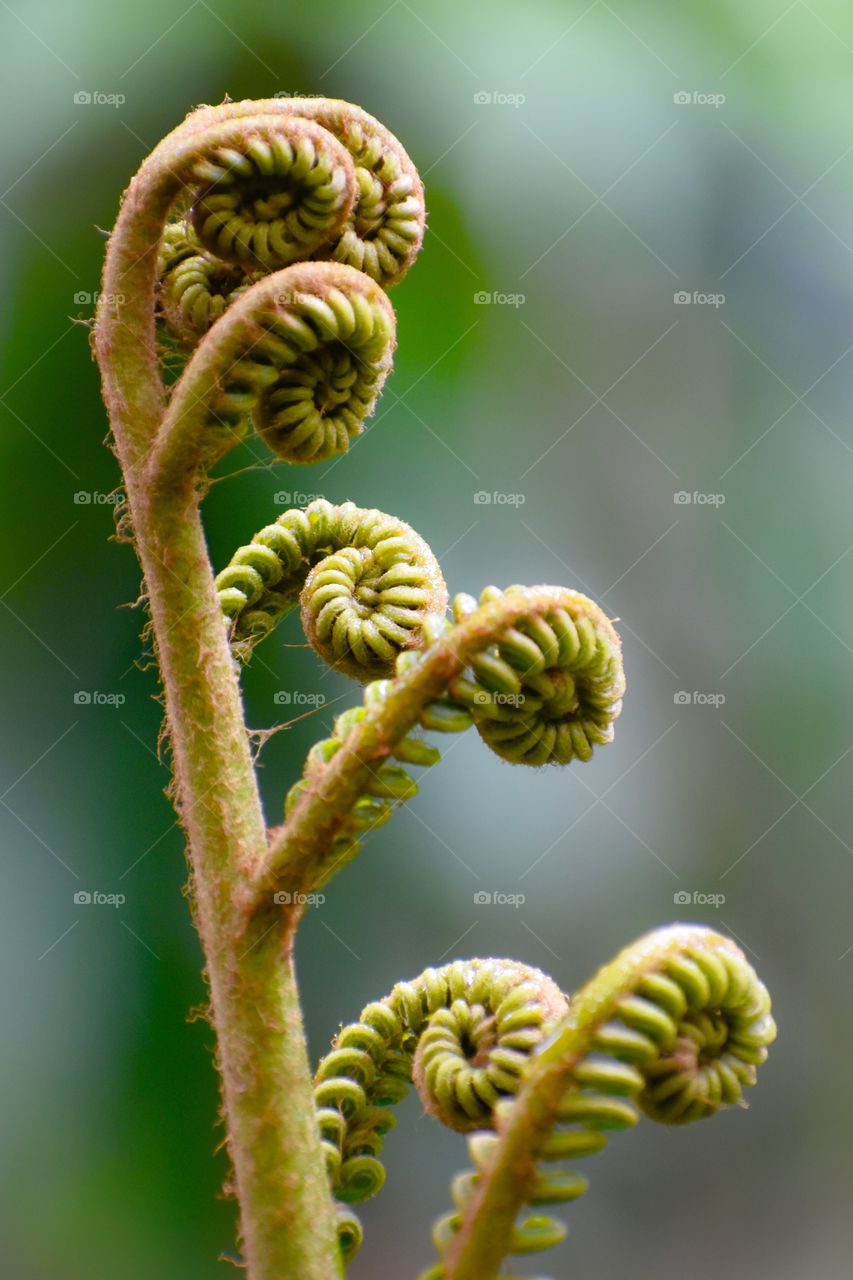 Fern unfurling on the rainforest floor