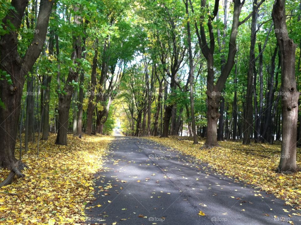 Autumn Gold. Autumn leaves on Lamb Drive