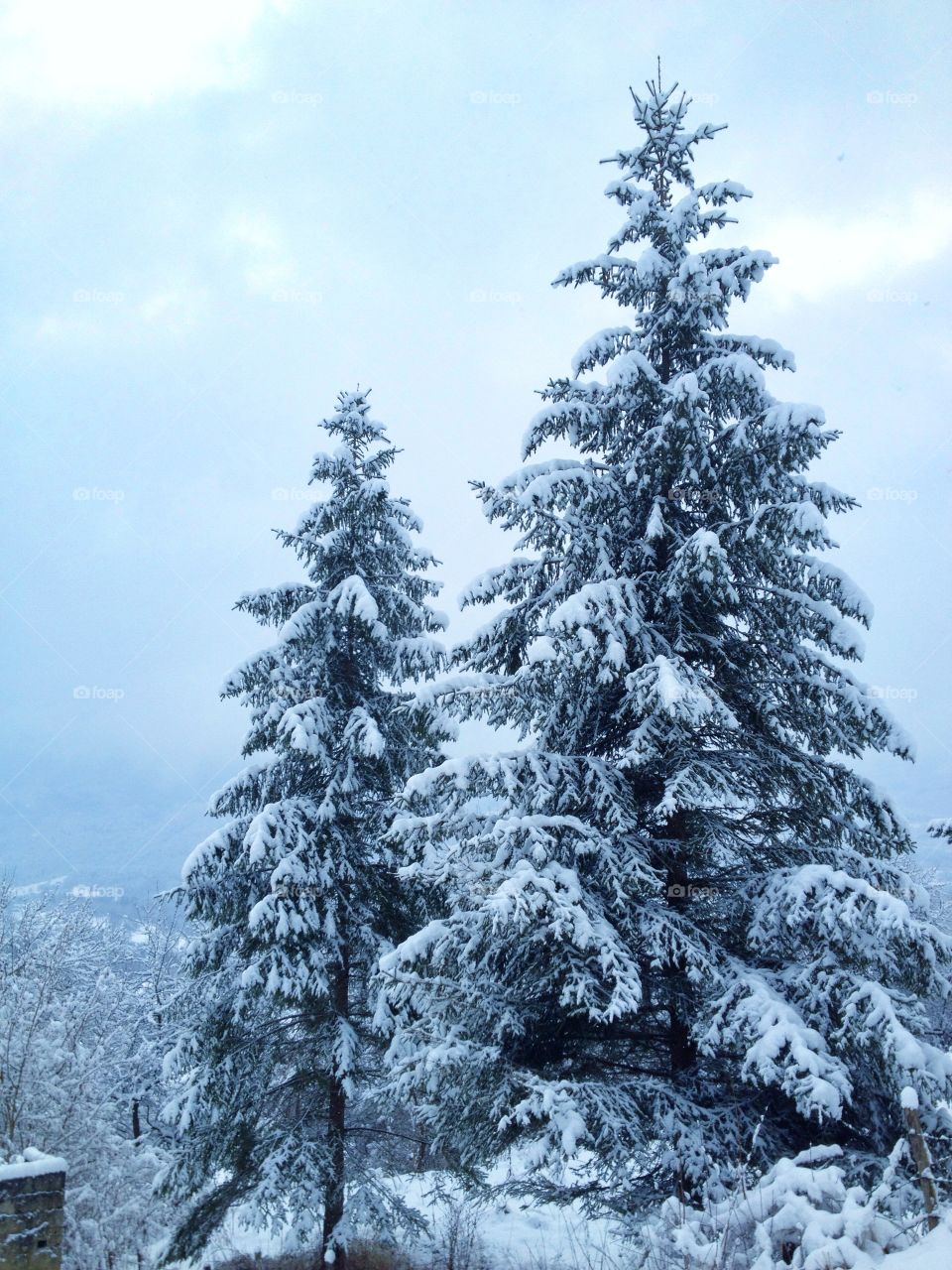 Frozen trees