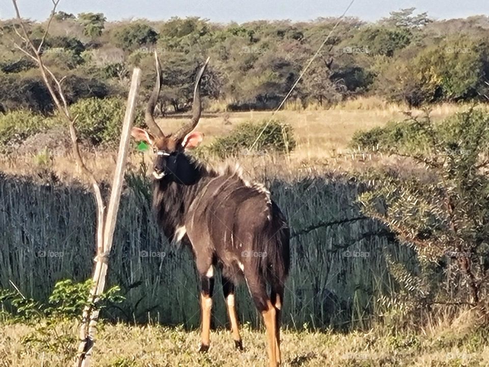 beautiful Njala buck.