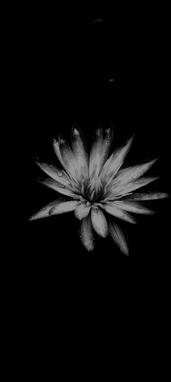 black and White, beautiful flowers, drak picture, beautiful, lovely