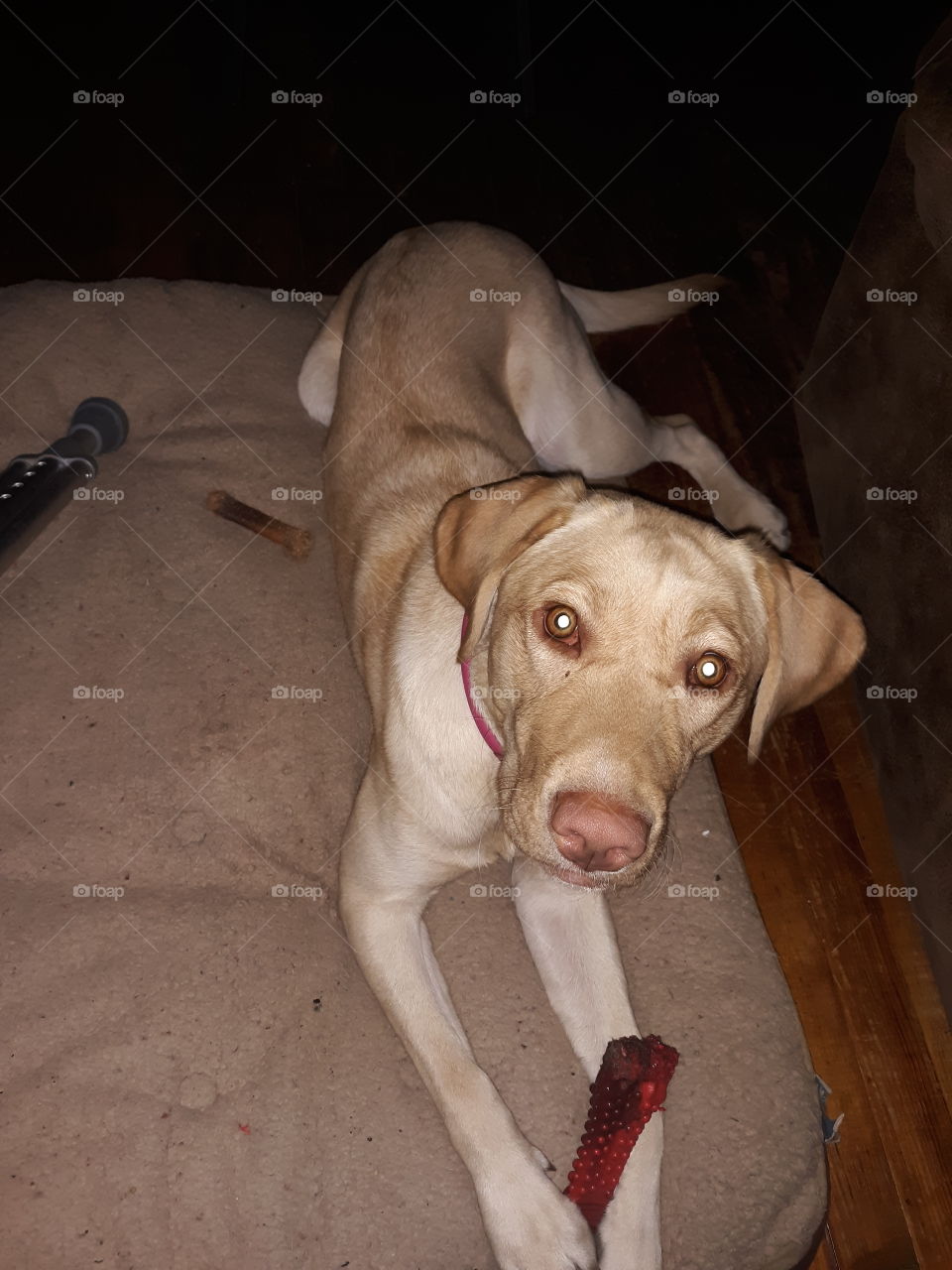 lab puppy with chew toy