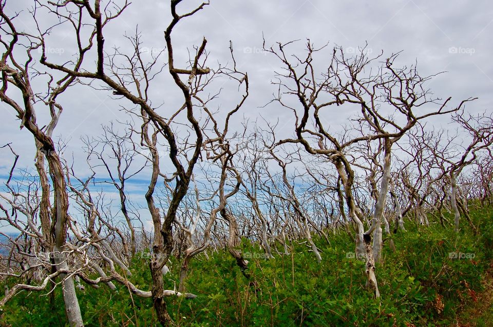 Forest Fire Remains On Mesa Verde