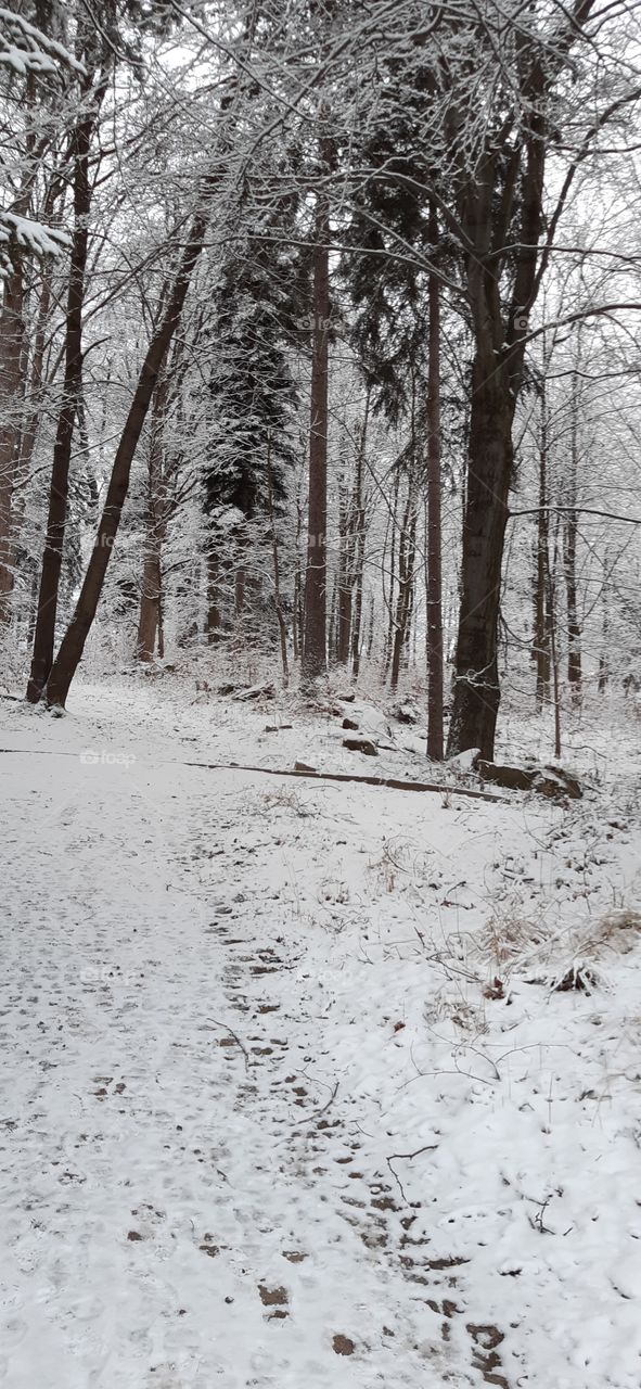 зимовий ліс