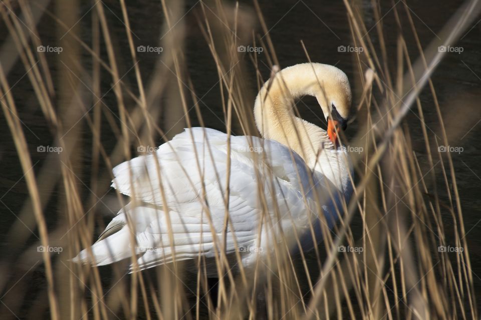 close up of a white swan