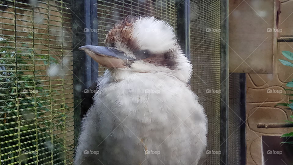 A bird in Belfast zoo looking at me...