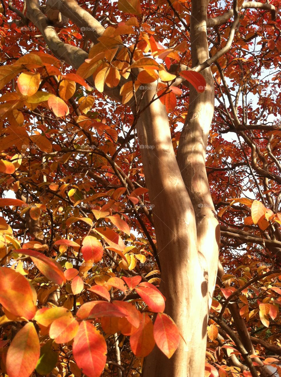 Fall, Leaf, Season, Tree, Wood