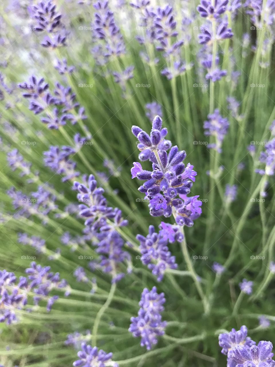 Lavendel