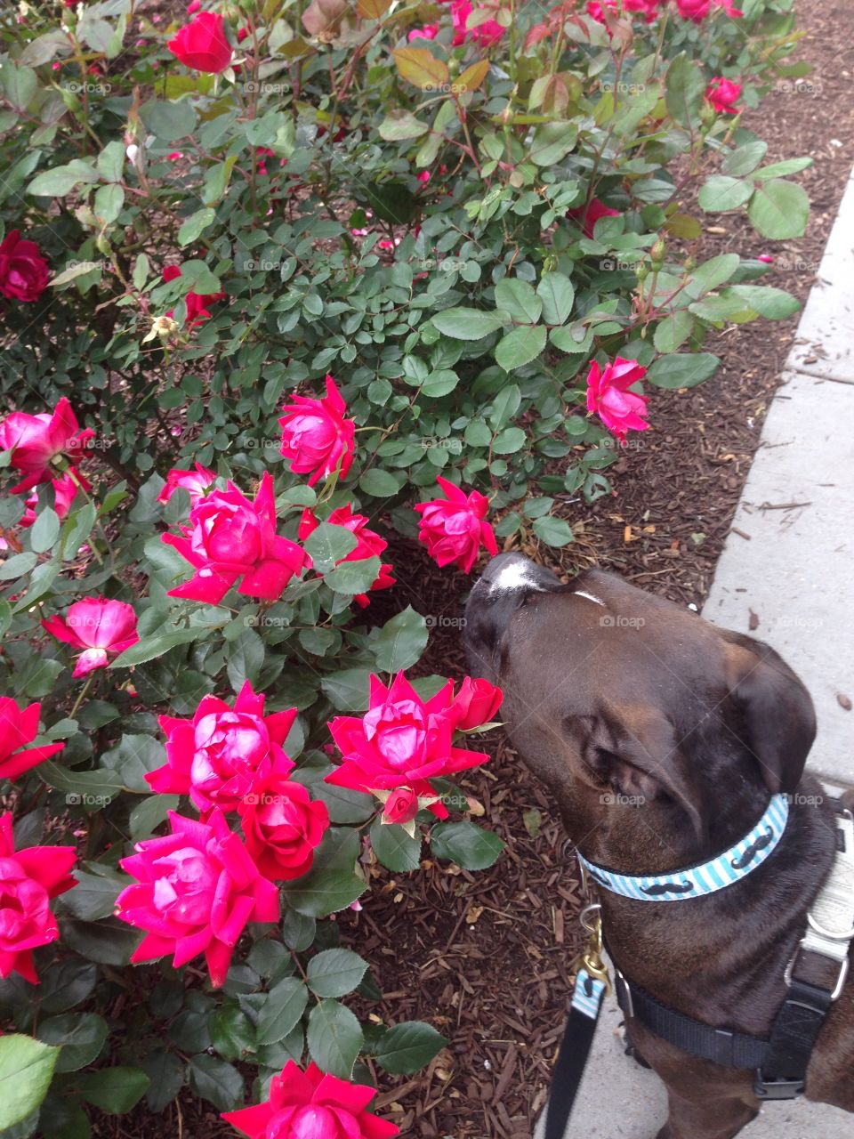 Hedley Stops and Smells the Flowers