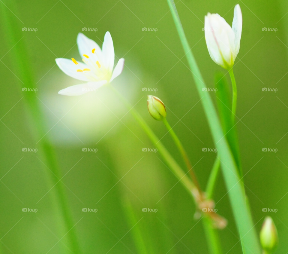 flowers white little wildflower by lightanddrawing