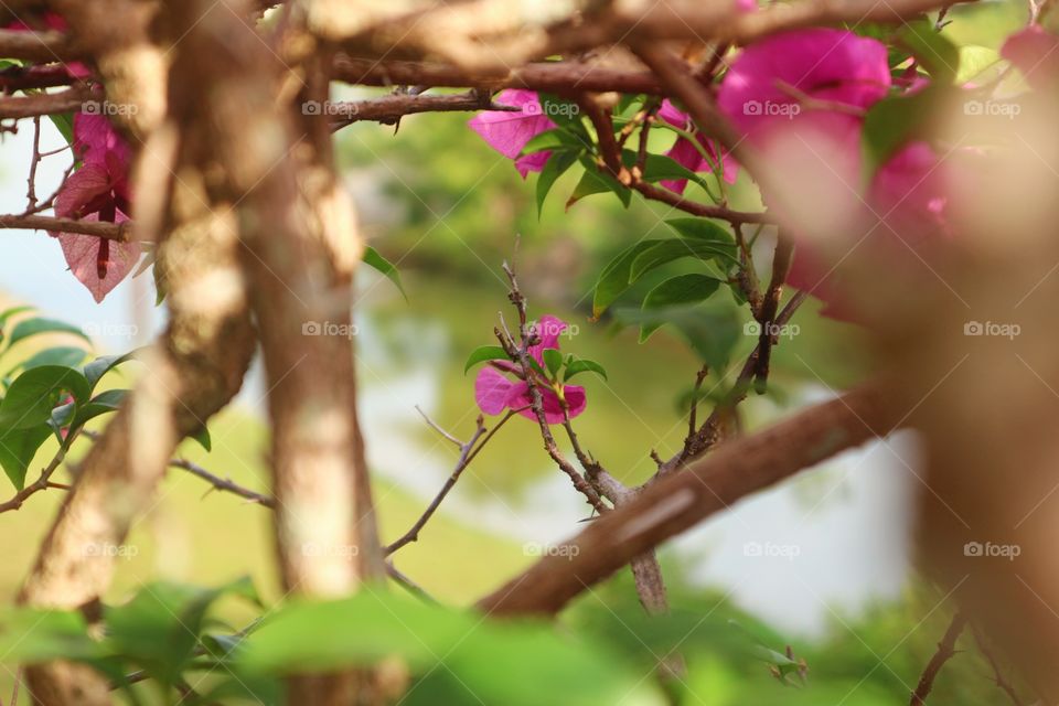portrait of a flowers