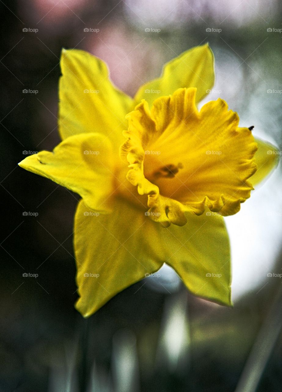 Daffodil Solo