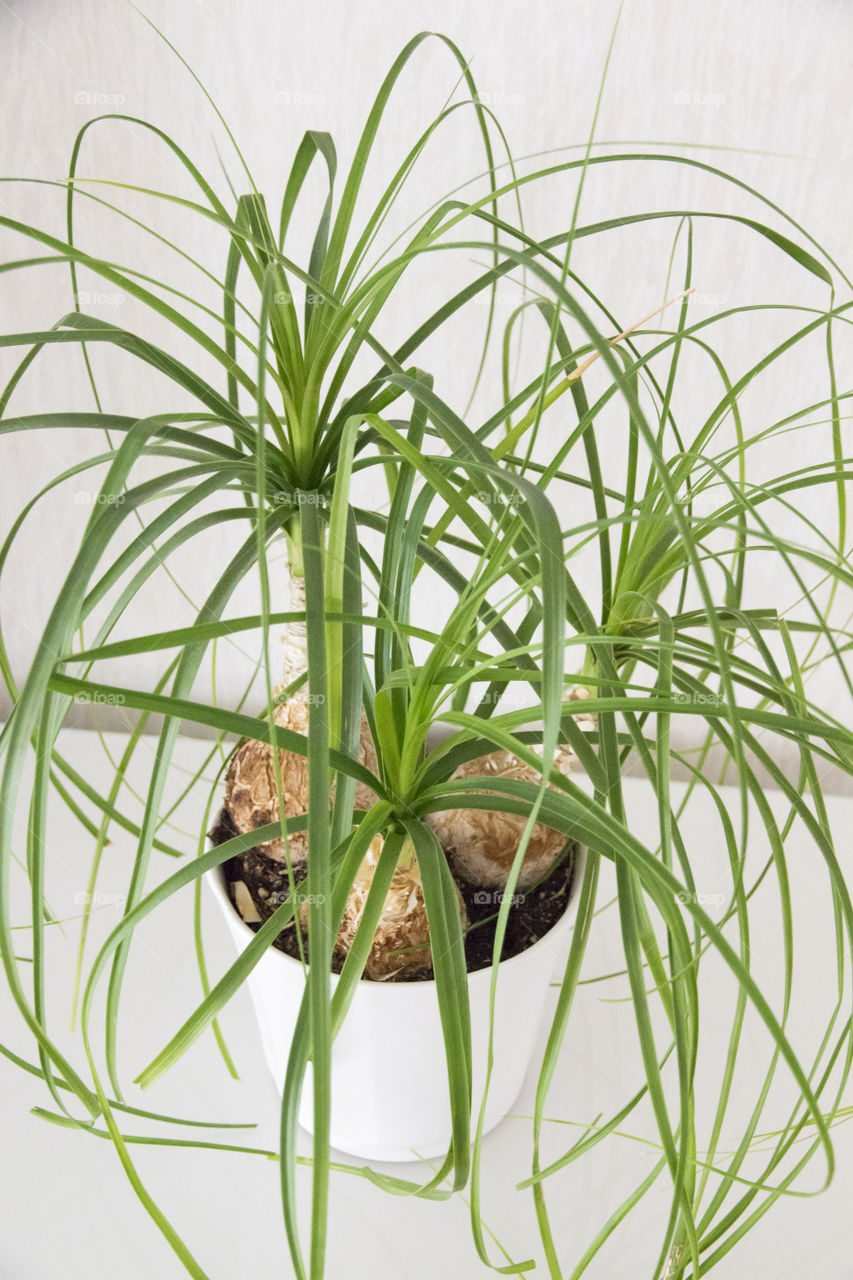 House plant on white background
