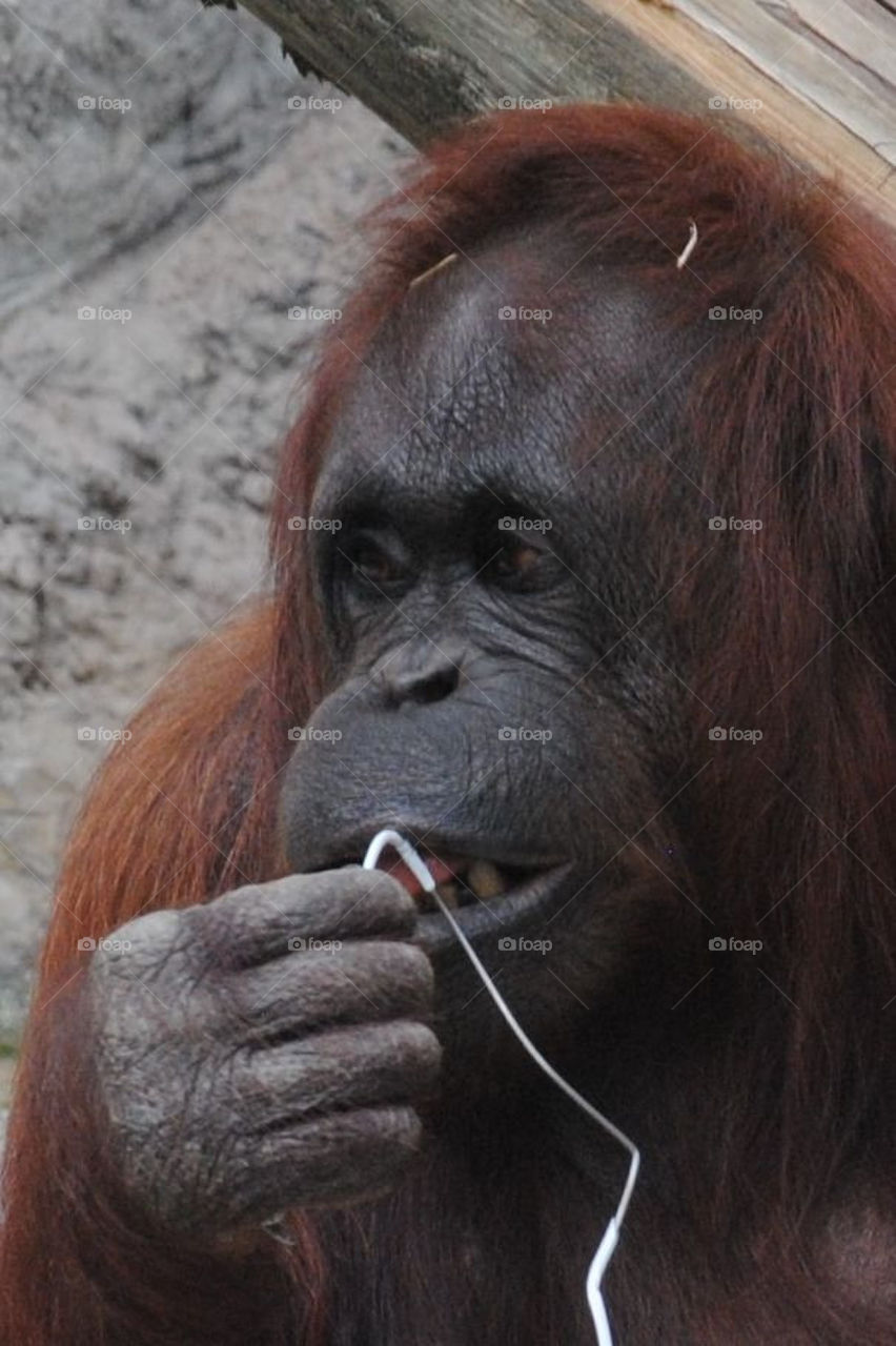 Orangutan Flossing