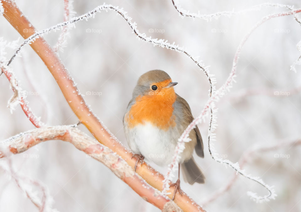 frosty robin