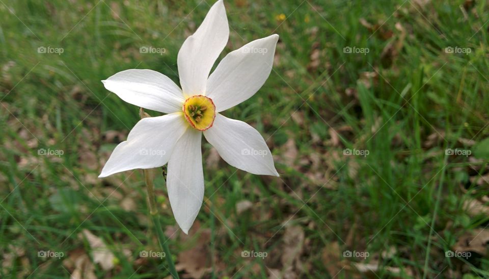 Wild Daffodil White Flower