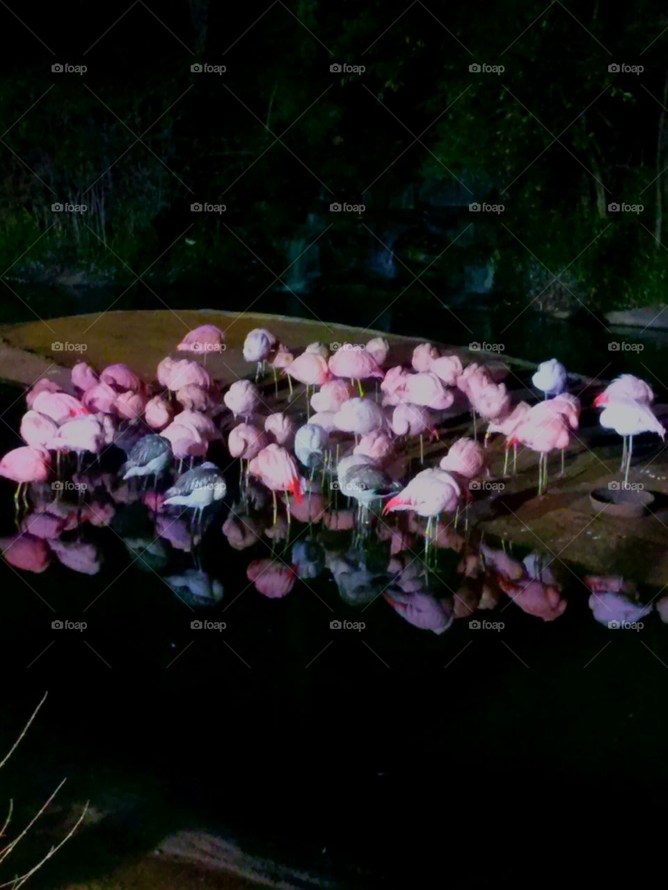 flamboyance of pink flamingos