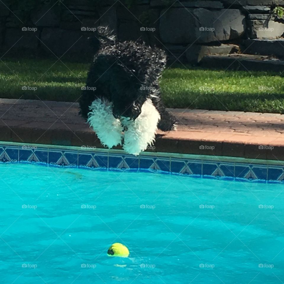 Portuguese water dog jumping in pool