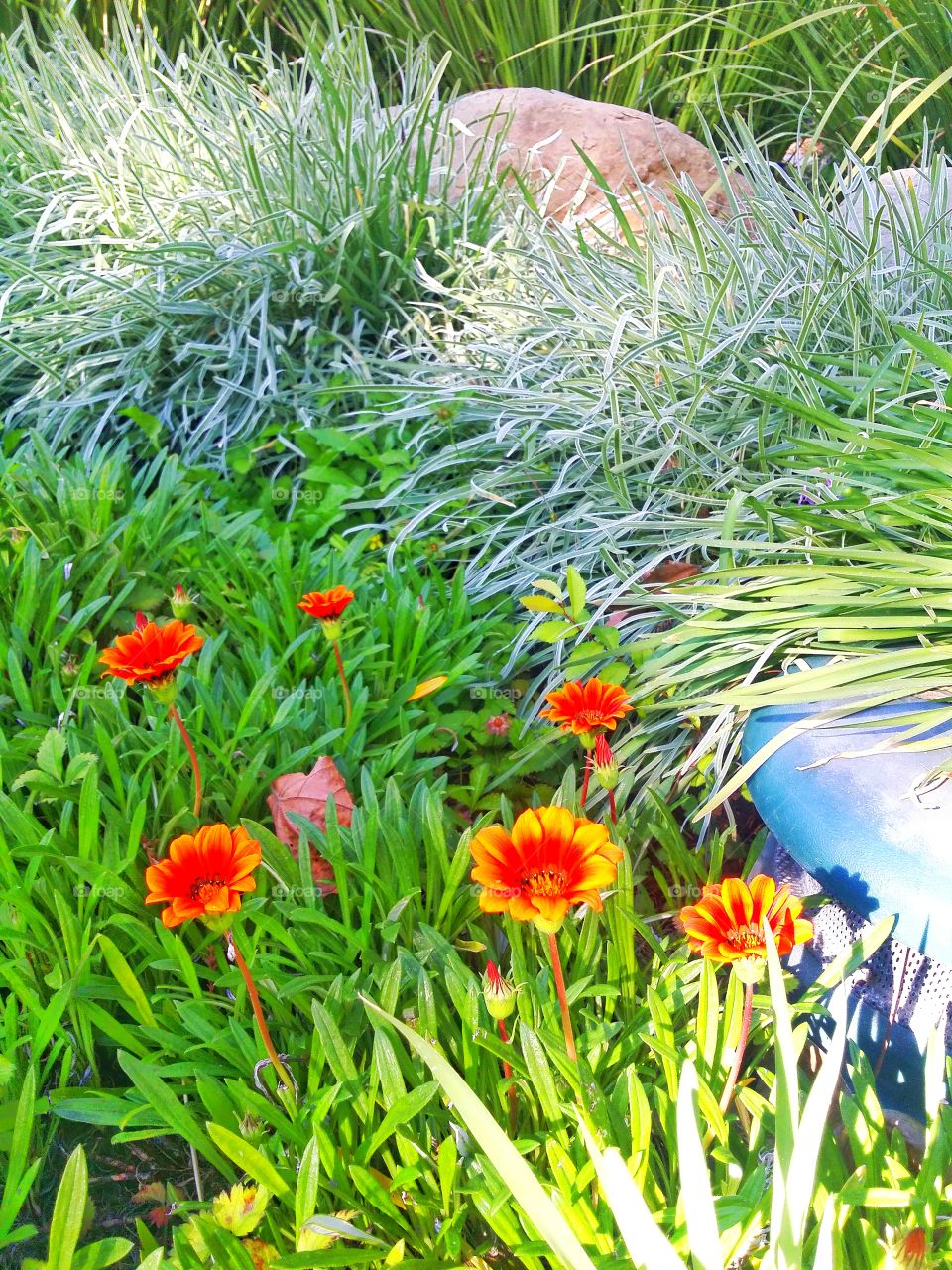 Spring Arrived. everything is blooming