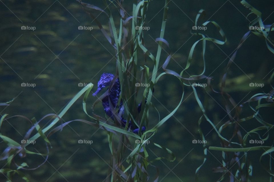 A lone seahorse in a tank at the aquarium